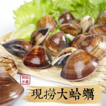 【祥鈺水產】現撈大蛤蠣 時價 600g 一包 內約26顆左右